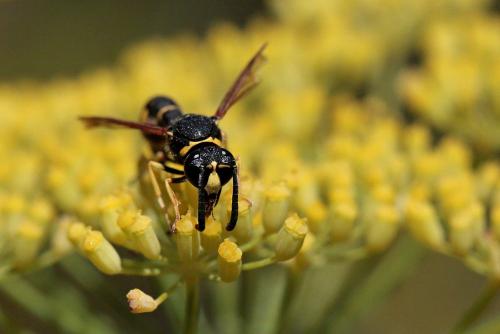Eumenes papillarius